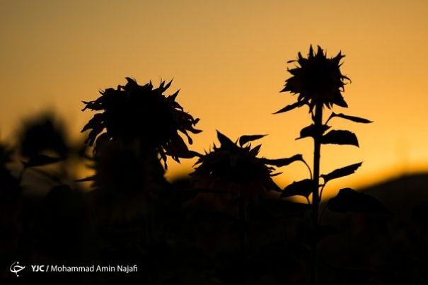 Iran’s Beauties In Photos: Sunflower Farms Of Kurdistan