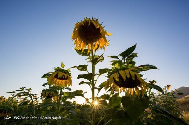 Iran’s Beauties In Photos: Sunflower Farms Of Kurdistan