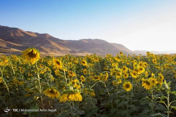 Iran’s Beauties In Photos: Sunflower Farms Of Kurdistan