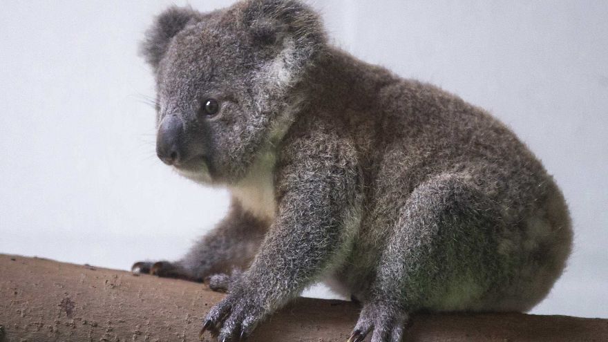 Koala Cub Makes Public Debut Accompanied By Parents