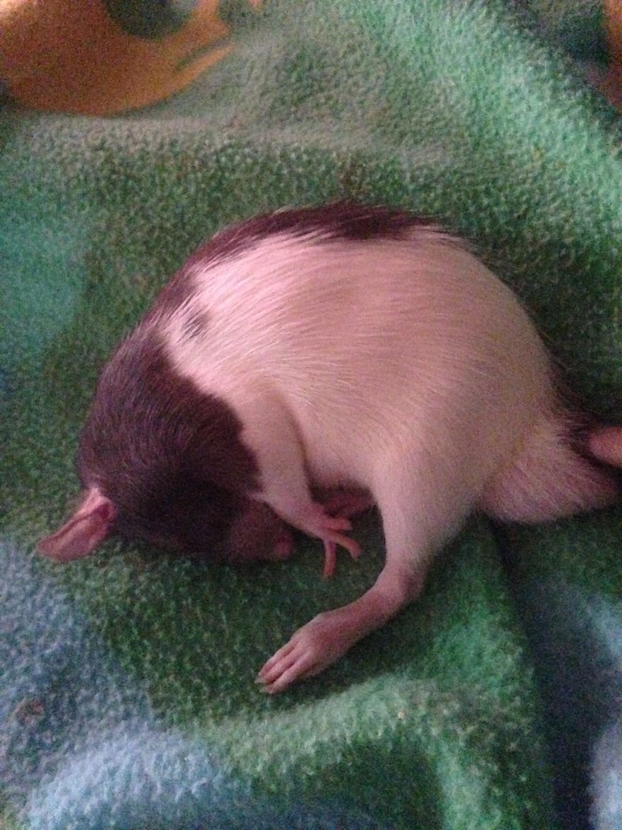 Rat Brothers In Arms ..rex And Otis... Rat Brothers In Arms ..rex And Otis...