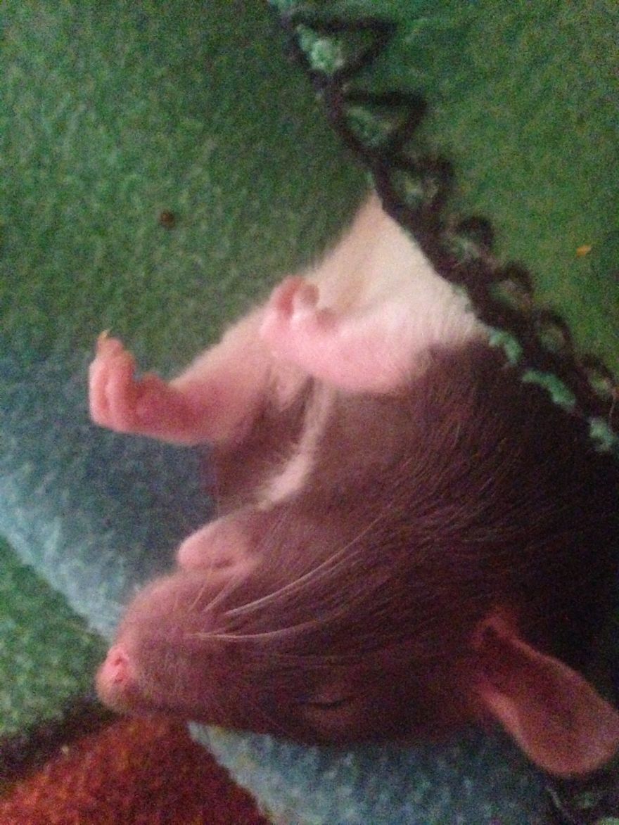 Rat Brothers In Arms ..rex And Otis... Rat Brothers In Arms ..rex And Otis...