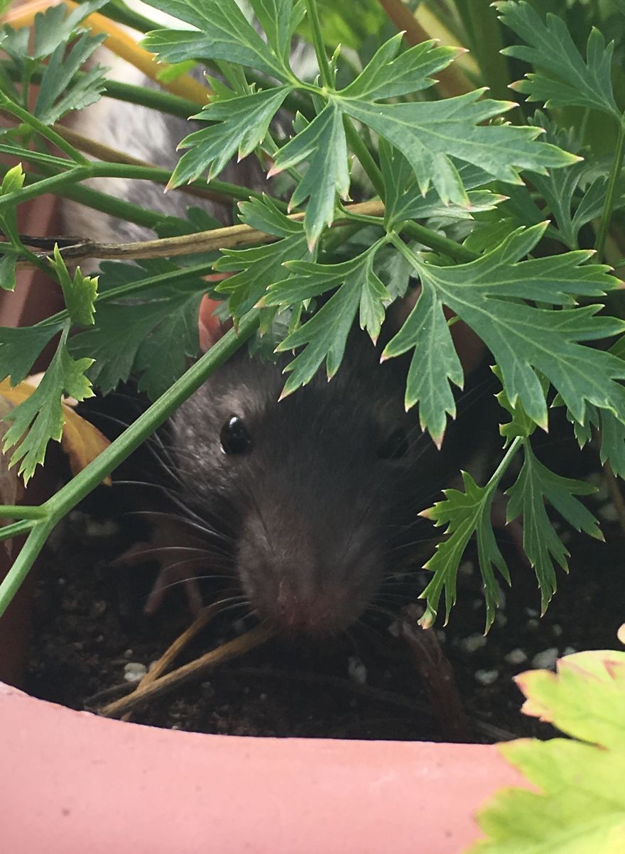 Rat Brothers In Arms ..rex And Otis...