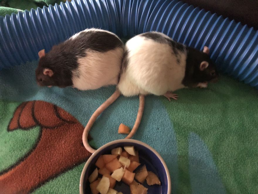 Rat Brothers In Arms ..rex And Otis...