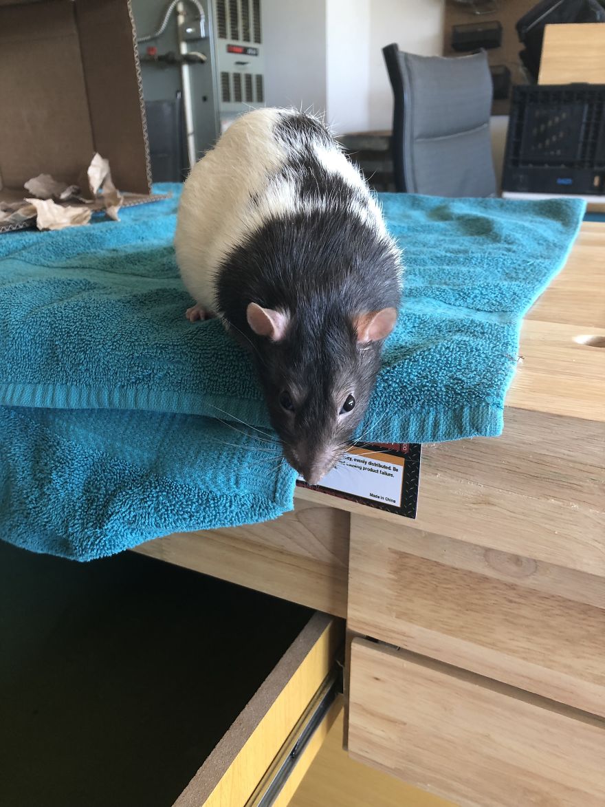 Rat Brothers In Arms ..rex And Otis...