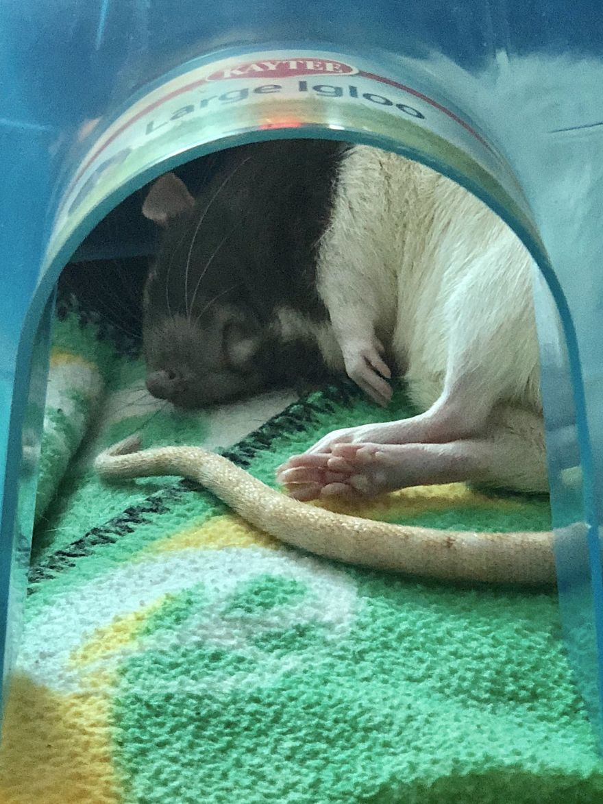 Rat Brothers In Arms ..rex And Otis...