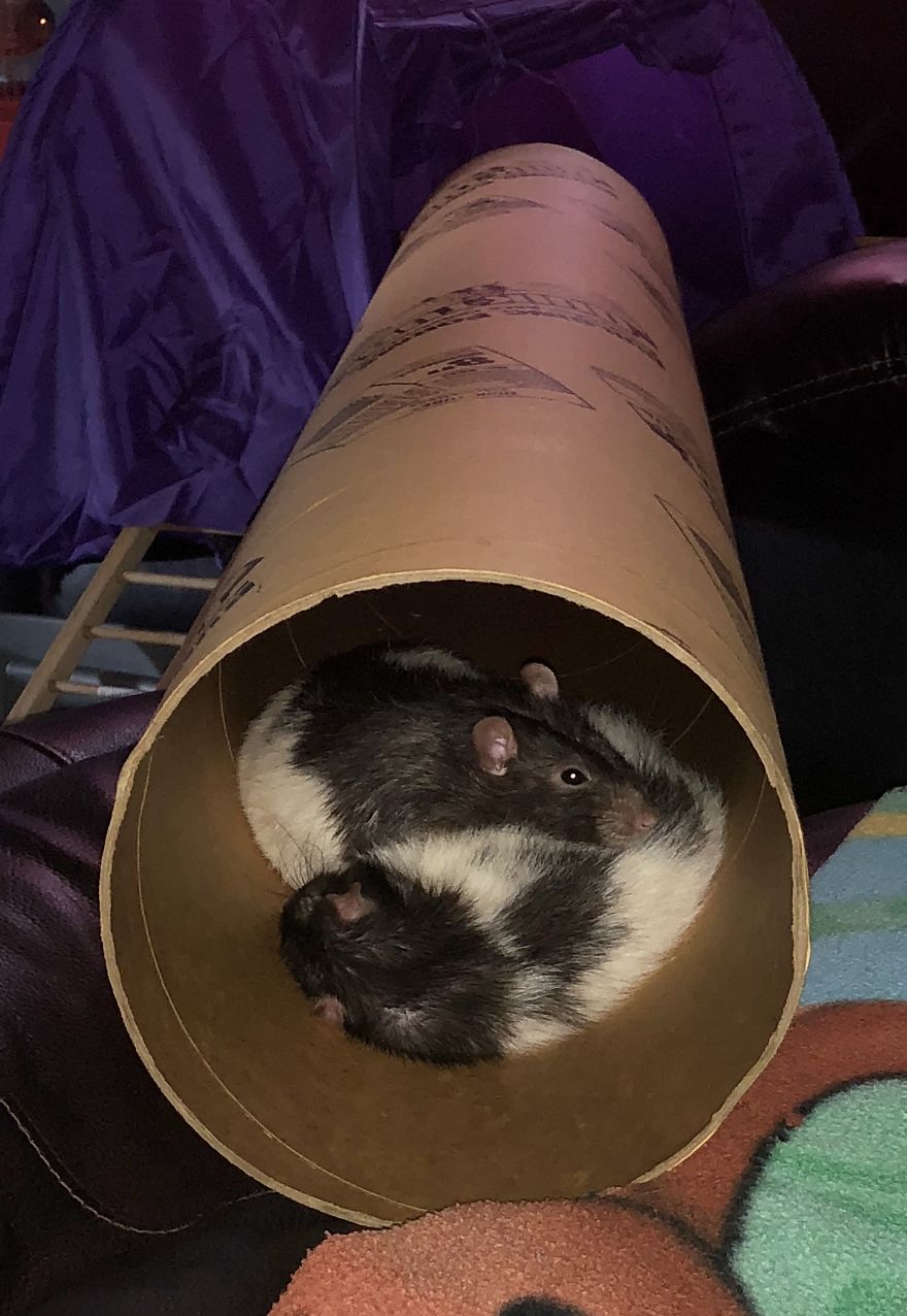 Rat Brothers In Arms ..rex And Otis... Rat Brothers In Arms ..rex And Otis...