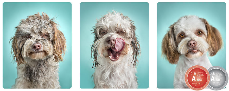 Modern Day Feminism Has Gone To The Dogs Modern Day Feminism Has Gone To The Dogs