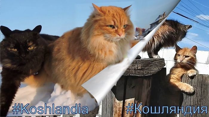 Koshlandia, Winter And Summer , Siberian Farm’s Cats