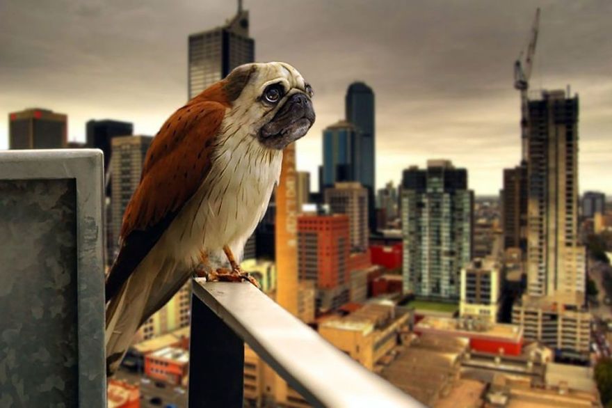 This Artist Creates New Species Of Animals With Photoshop And The Result Is Amazingly Funny