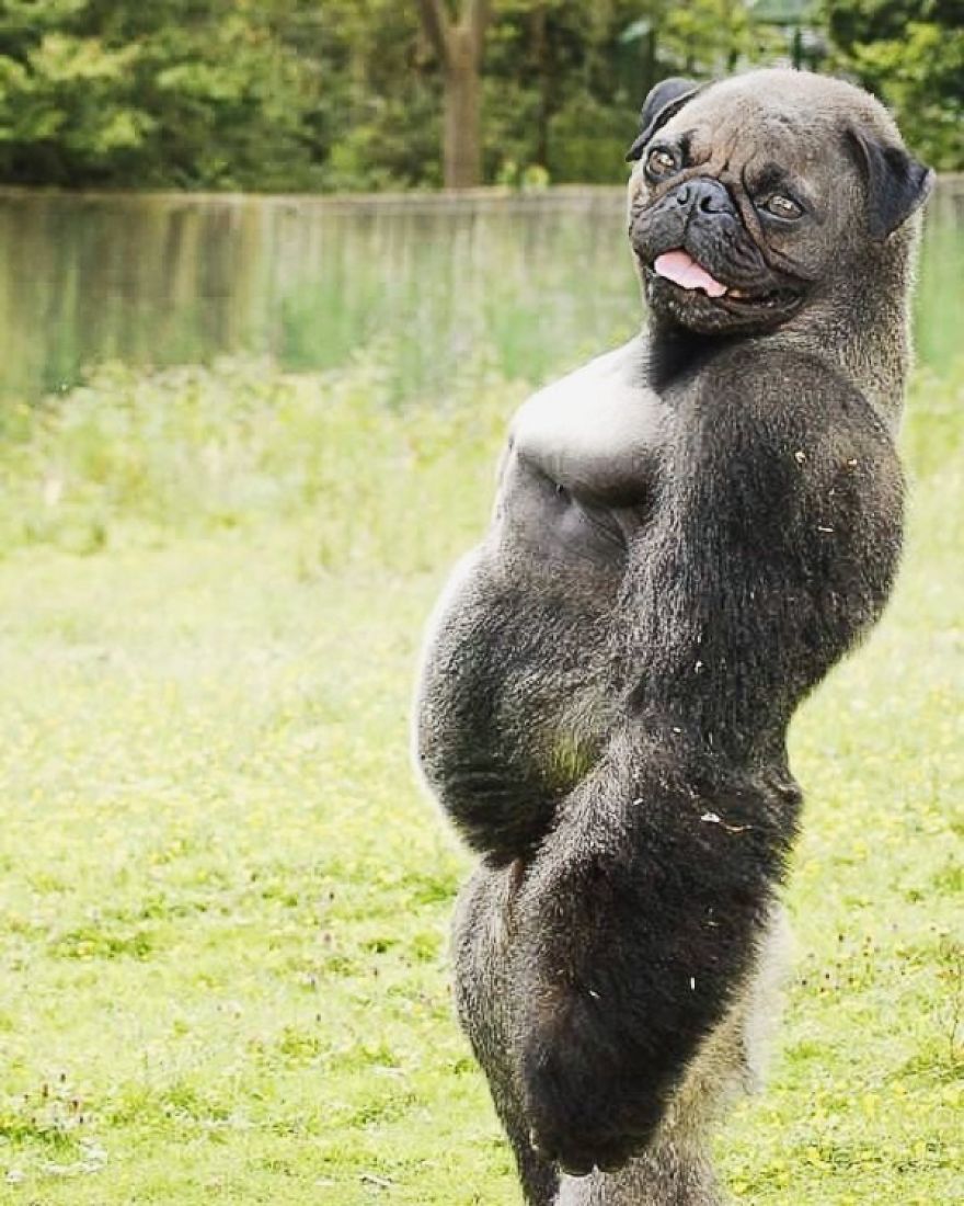 This Artist Creates New Species Of Animals With Photoshop And The Result Is Amazingly Funny