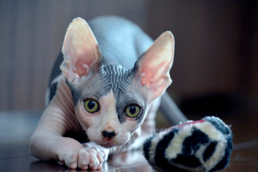 Hairless Kittens Or Adorable Little Aliens