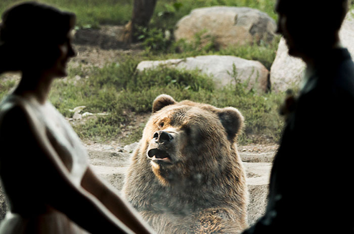 The Internet Is Cracking Up Over This Bear’s Reaction To This Couple Getting Married At The Zoo (3 Pics)