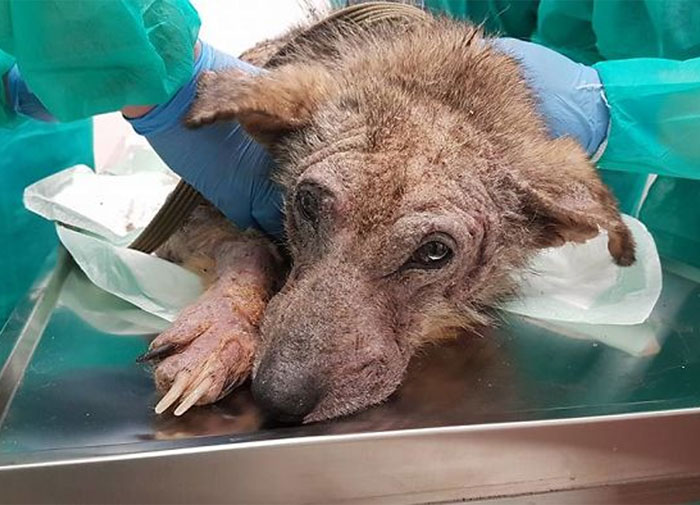 Incredible Before & After Photos Of A Traumatized Rescue Dog Show What Love And Care Can Do