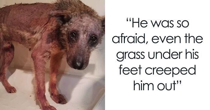 Incredible Before & After Photos Of A Traumatized Rescue Dog Show What Love And Care Can Do
