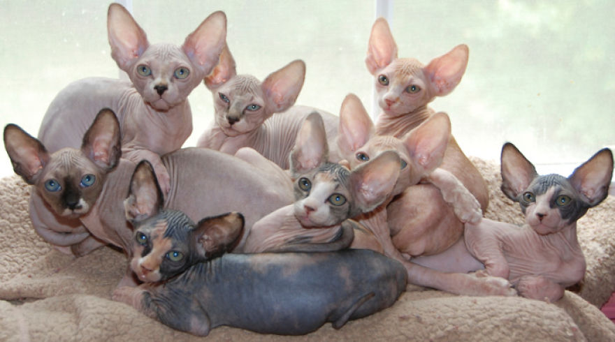Hairless Kittens Or Adorable Little Aliens