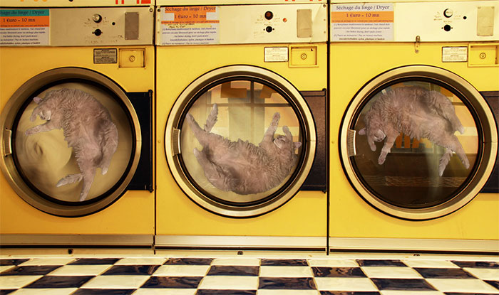 Cat Laundry