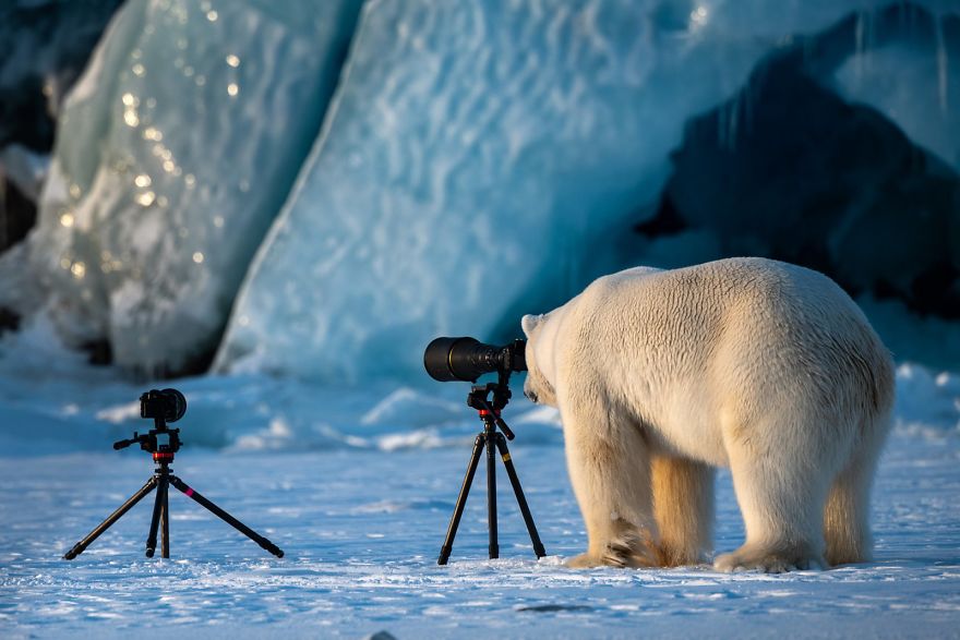 Wildlife Photograbear