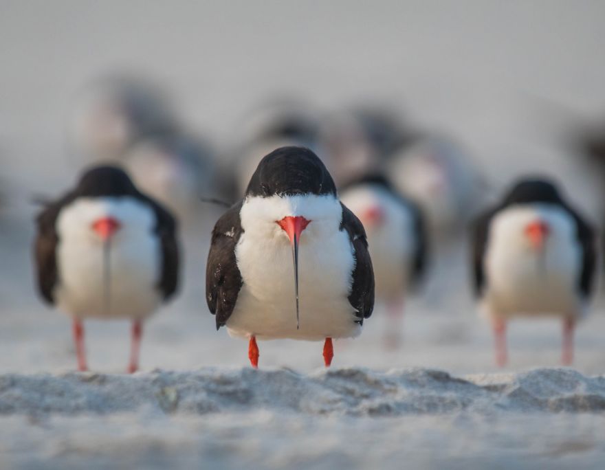The Black Skimmer Gang
