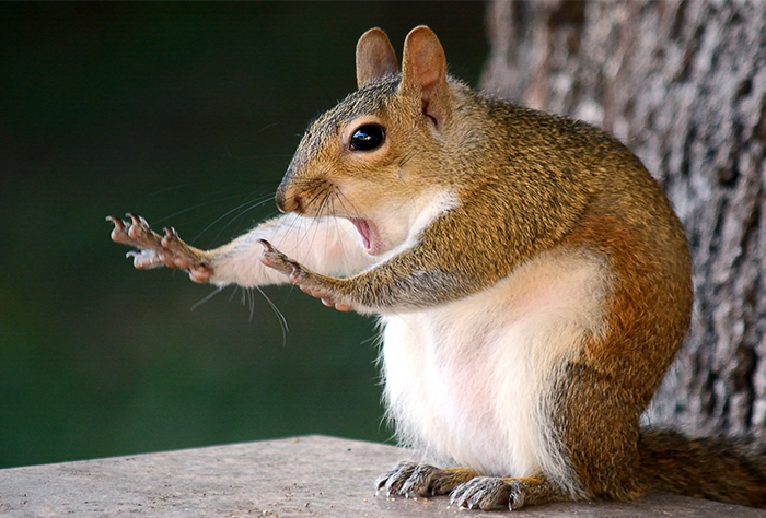Las 20+ Fotos más divertidas de fauna de 2018 han sido anunciadas, y te alegrarán el día