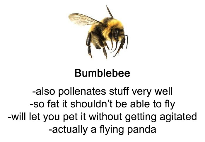 Someone Wrote A Funny Guide About Bees And Wasps And You Might Learn Something New