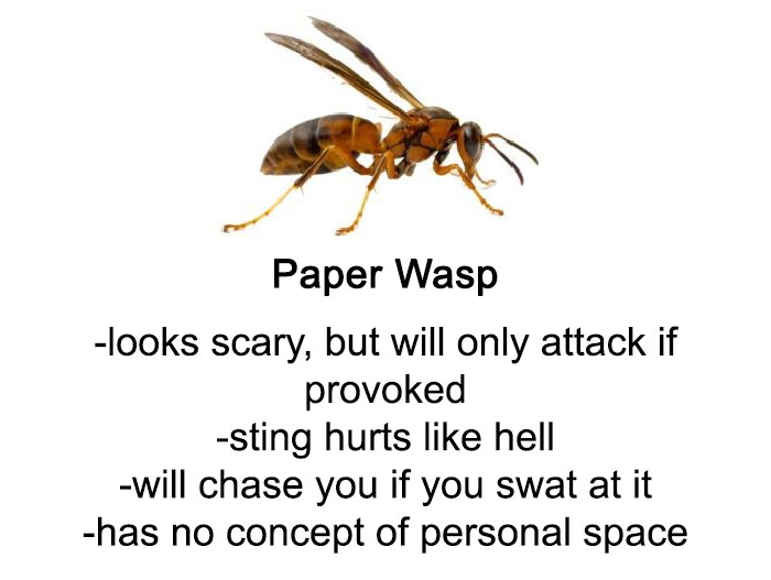 Someone Wrote A Funny Guide About Bees And Wasps And You Might Learn Something New