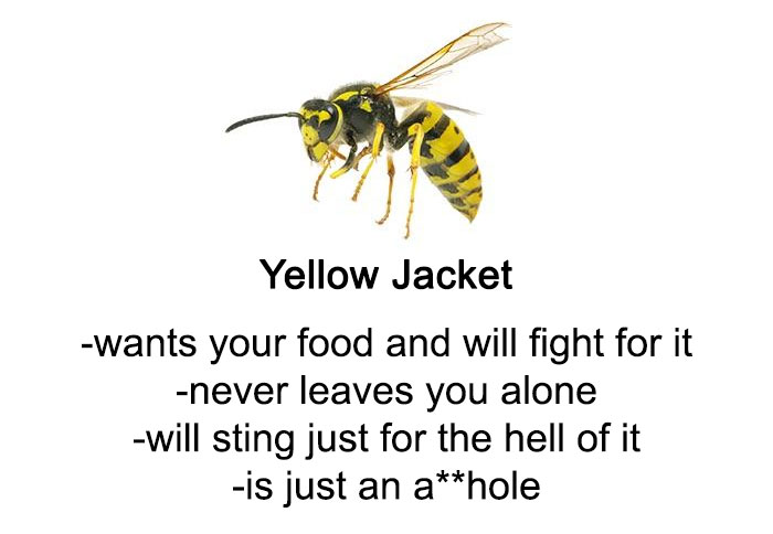 Someone Wrote A Funny Guide About Bees And Wasps And You Might Learn Something New