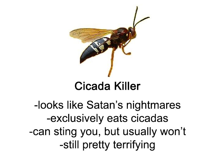 Someone Wrote A Funny Guide About Bees And Wasps And You Might Learn Something New Someone Wrote A Funny Guide About Bees And Wasps And You Might Learn Something New