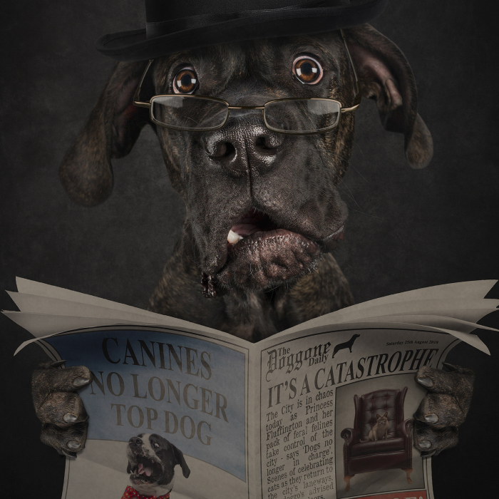 Modern Day Feminism Has Gone To The Dogs