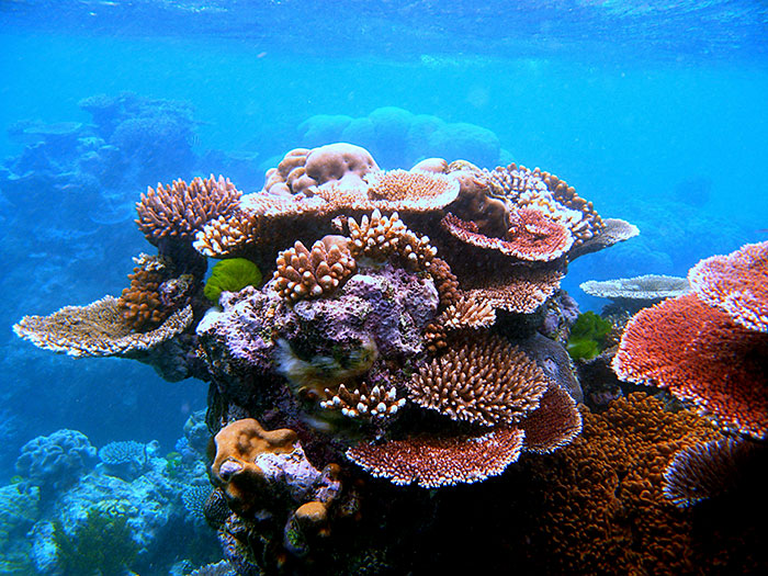 Vibrant coral reef ecosystem underwater, illustrating natural changes to Earth in the next trillion years according to scientists.