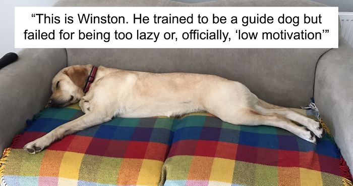 186 Dogs That Were Bred For One Job Only Succeeding In Doing Everything But That