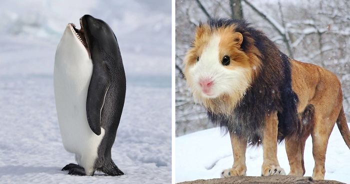 39 Unexpected Animal Hybrids That Would Be Hilarious In Real Life