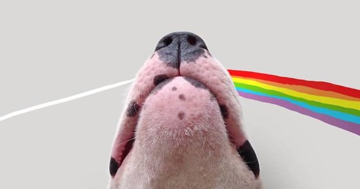 Guy Whose Wife Left Him With Nothing But A Dog Continues To Put Him In Fun Scenarios (116 New Pics)