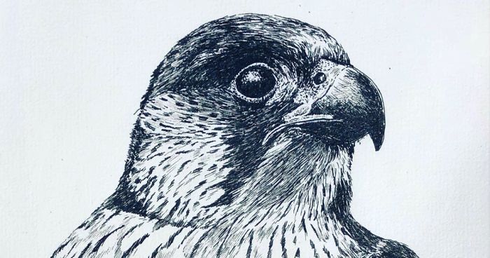 10 Amazingly Detailed Drawings Of Birds And Insects By Bas Geeraets