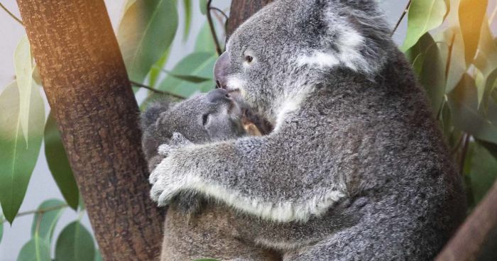 Koala Cub Makes Public Debut Accompanied By Parents