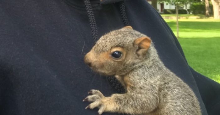 I Just Rescued A Baby Squirrel!