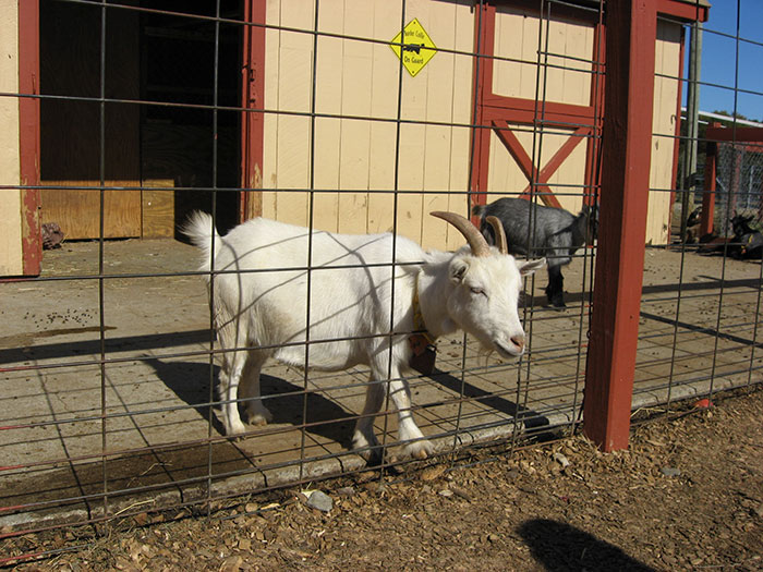 Hilariously Unbelievable Encounters With Goats That Prove They’re Actually Genius Trolls Hilariously Unbelievable Encounters With Goats That Prove They’re Actually Genius Trolls