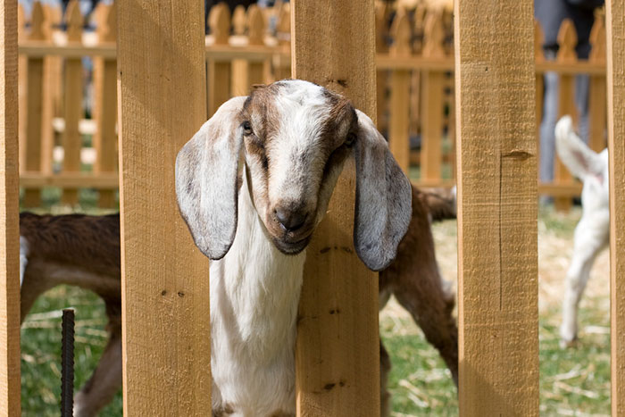 Hilariously Unbelievable Encounters With Goats That Prove They’re Actually Genius Trolls