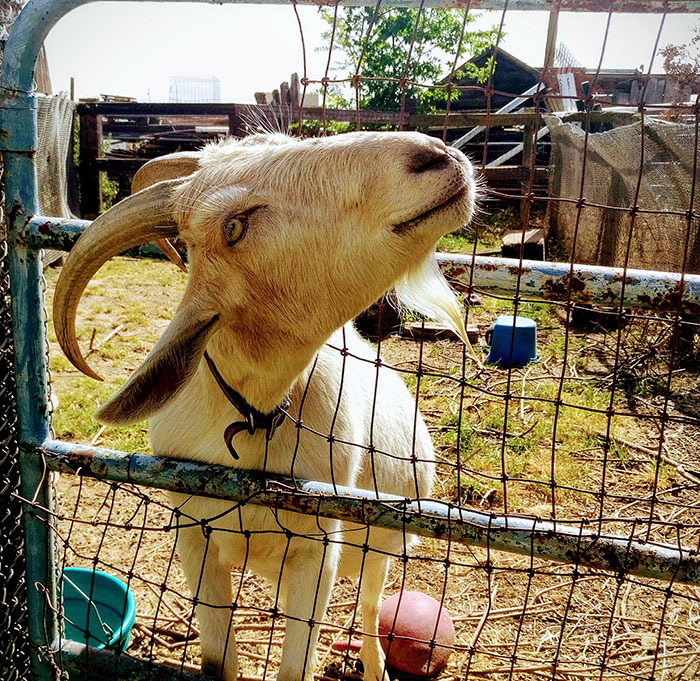Hilariously Unbelievable Encounters With Goats That Prove They’re Actually Genius Trolls Hilariously Unbelievable Encounters With Goats That Prove They’re Actually Genius Trolls