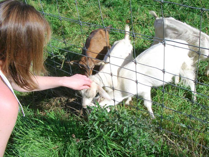 Hilariously Unbelievable Encounters With Goats That Prove They’re Actually Genius Trolls Hilariously Unbelievable Encounters With Goats That Prove They’re Actually Genius Trolls