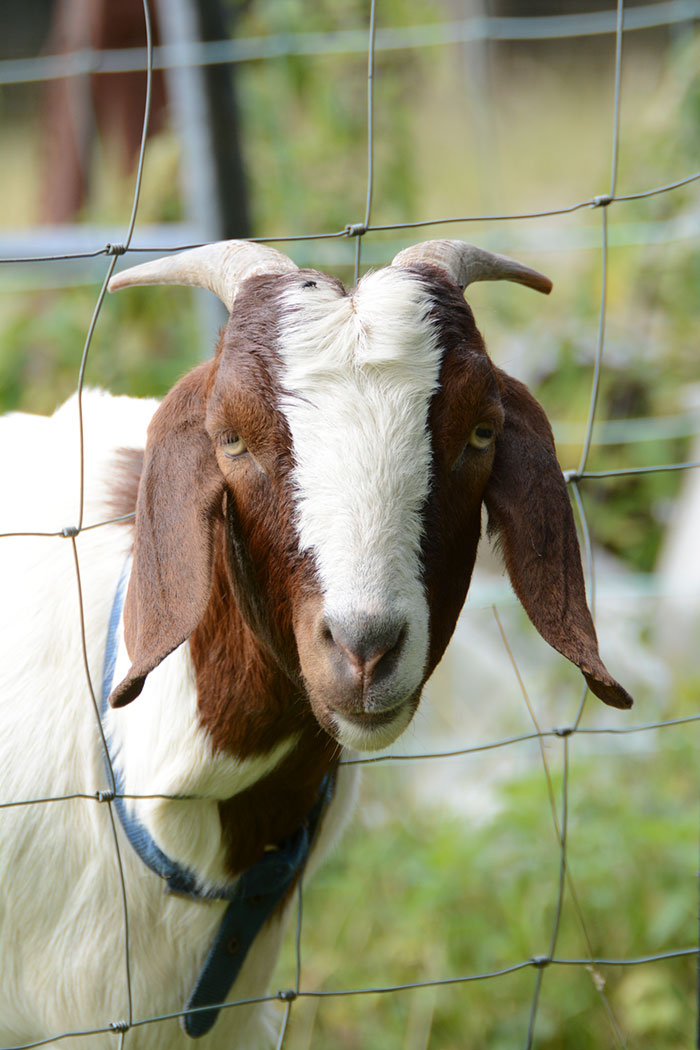 Hilariously Unbelievable Encounters With Goats That Prove They’re Actually Genius Trolls Hilariously Unbelievable Encounters With Goats That Prove They’re Actually Genius Trolls