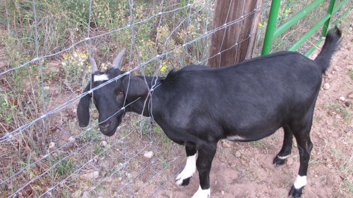 fence-stuck-goat-troll-brenda31 fence-stuck-goat-troll-brenda31