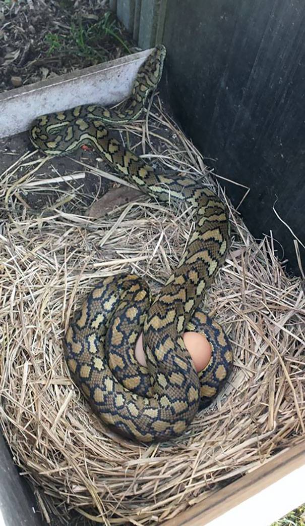 Wife Asked Me To Check If The Chickens Laid Any Eggs. I'm Gonna Say No