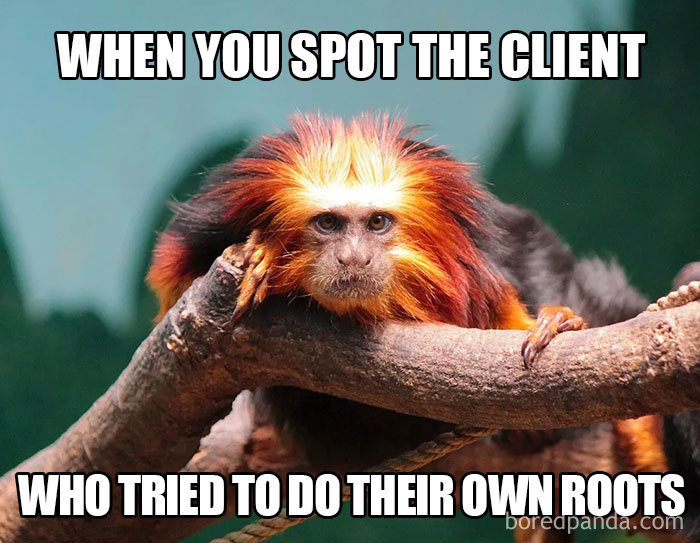 Monkey with wild hair resembling a bad dye job, humorously reflecting hairstylist challenges.