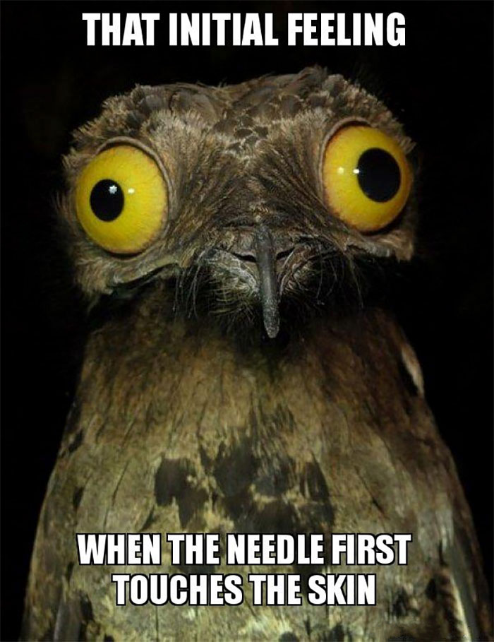 Wide-eyed owl meme about the initial sensation of a tattoo needle touching the skin, capturing a funny tattoo experience.