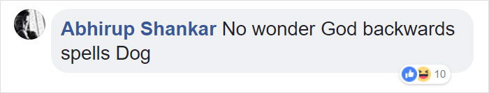 Golden Retriever Surprises Owner With A Baby Koala Whose Life She Just Saved