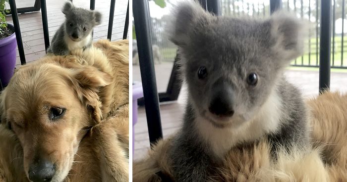 Golden Retriever Surprises Owner With A Baby Koala Whose Life She Just Saved