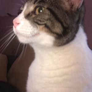 boredpanda-x-racerx avatar