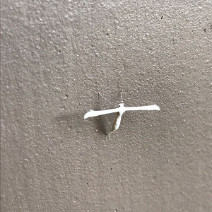 stephaniehutner avatar