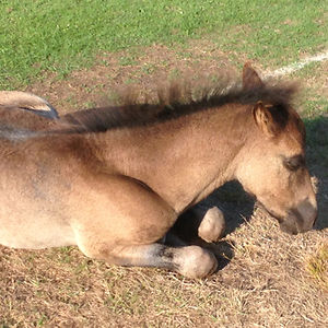 destinycoward avatar